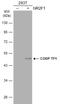 Nuclear Receptor Subfamily 2 Group F Member 1 antibody, NBP1-31259, Novus Biologicals, Western Blot image 