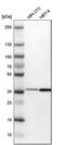 Tsukushi, Small Leucine Rich Proteoglycan antibody, PA5-52523, Invitrogen Antibodies, Western Blot image 