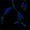 Heat Shock Protein Family A (Hsp70) Member 4 antibody, A03618, Boster Biological Technology, Immunofluorescence image 