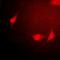 Small Nuclear Ribonucleoprotein Polypeptide E antibody, orb340927, Biorbyt, Immunofluorescence image 