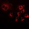 PDZ And LIM Domain 5 antibody, orb381947, Biorbyt, Immunofluorescence image 