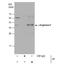 Arginase 1 antibody, NBP1-32731, Novus Biologicals, Immunoprecipitation image 