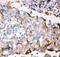 GDNF Family Receptor Alpha 1 antibody, PB9202, Boster Biological Technology, Immunohistochemistry paraffin image 