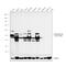 Cytokeratin Pan  antibody, MA1-82041, Invitrogen Antibodies, Western Blot image 