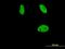 RUNX Family Transcription Factor 2 antibody, orb89567, Biorbyt, Immunocytochemistry image 