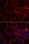 Glycine amidinotransferase, mitochondrial antibody, orb247515, Biorbyt, Immunofluorescence image 