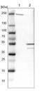 NudC Domain Containing 3 antibody, NBP1-82938, Novus Biologicals, Western Blot image 