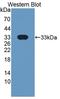 Basigin (Ok Blood Group) antibody, LS-C716953, Lifespan Biosciences, Western Blot image 