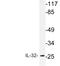 Interleukin 32 antibody, LS-C177717, Lifespan Biosciences, Western Blot image 