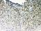 POU Class 2 Homeobox 1 antibody, LS-C357505, Lifespan Biosciences, Immunohistochemistry paraffin image 