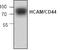 CD44 antibody, GTX59633, GeneTex, Western Blot image 