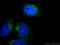 ADP Ribosylation Factor 4 antibody, 11673-1-AP, Proteintech Group, Immunofluorescence image 