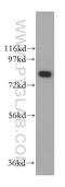 Fem-1 Homolog A antibody, 15169-1-AP, Proteintech Group, Western Blot image 