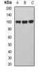 Ferritin Light Chain antibody, orb378066, Biorbyt, Western Blot image 