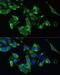 Prostate Transmembrane Protein, Androgen Induced 1 antibody, LS-C747344, Lifespan Biosciences, Immunofluorescence image 