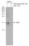 Secretory Leukocyte Peptidase Inhibitor antibody, GTX131447, GeneTex, Western Blot image 