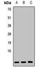G Protein Subunit Gamma 2 antibody, LS-C668545, Lifespan Biosciences, Western Blot image 