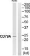 CD79a antibody, TA311916, Origene, Western Blot image 