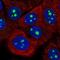 KRI1 Homolog antibody, NBP2-14174, Novus Biologicals, Immunofluorescence image 