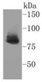X-Ray Repair Cross Complementing 5 antibody, NBP2-67583, Novus Biologicals, Western Blot image 