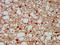 Gastrulation Brain Homeobox 2 antibody, LS-C670422, Lifespan Biosciences, Immunohistochemistry paraffin image 