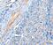 Actin Related Protein T1 antibody, PA5-50301, Invitrogen Antibodies, Immunohistochemistry frozen image 