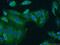 Integrin Subunit Alpha 3 antibody, 21992-1-AP, Proteintech Group, Immunofluorescence image 