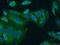 CD49c antibody, 21992-1-AP, Proteintech Group, Immunofluorescence image 