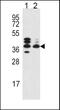 Steroid 5 Alpha-Reductase 3 antibody, PA5-25200, Invitrogen Antibodies, Western Blot image 
