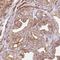 Ribosomal Protein S6 Kinase A2 antibody, HPA045061, Atlas Antibodies, Immunohistochemistry frozen image 