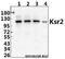 Kinase suppressor of Ras 2 antibody, GTX66673, GeneTex, Western Blot image 