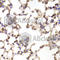 Arachidonate 15-Lipoxygenase Type B antibody, A6865, ABclonal Technology, Immunohistochemistry paraffin image 