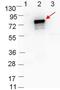 Outer surface protein B antibody, orb344676, Biorbyt, Western Blot image 