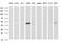 HAUS Augmin Like Complex Subunit 7 antibody, MA5-26317, Invitrogen Antibodies, Western Blot image 