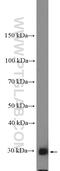 BCL2 Like 1 antibody, 10783-1-AP, Proteintech Group, Western Blot image 