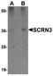 Secernin 3 antibody, orb75462, Biorbyt, Western Blot image 