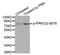 Protein Kinase C Theta antibody, MBS128328, MyBioSource, Western Blot image 