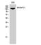 Myosin Binding Protein C, Slow Type antibody, A06339-1, Boster Biological Technology, Western Blot image 