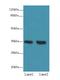 Transmembrane Protein 165 antibody, LS-C376826, Lifespan Biosciences, Western Blot image 