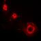 Ferritin Light Chain antibody, abx225179, Abbexa, Western Blot image 