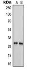 Serine protease 3 antibody, orb214463, Biorbyt, Western Blot image 