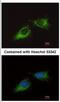 RT23 antibody, NBP2-19412, Novus Biologicals, Immunocytochemistry image 
