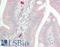 Caspase 5 antibody, LS-B13450, Lifespan Biosciences, Immunohistochemistry paraffin image 