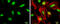 General Transcription Factor IIB antibody, GTX107327, GeneTex, Immunofluorescence image 