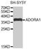 Adenosine A1 Receptor antibody, MBS129660, MyBioSource, Western Blot image 