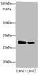 Interleukin 1 Alpha antibody, A50306-100, Epigentek, Western Blot image 