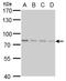 SLU7 Homolog, Splicing Factor antibody, NBP2-43794, Novus Biologicals, Western Blot image 