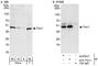 Flap Structure-Specific Endonuclease 1 antibody, AHP837, Bio-Rad (formerly AbD Serotec) , Western Blot image 