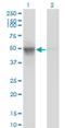 Actin Like 6A antibody, H00000086-M10, Novus Biologicals, Western Blot image 