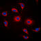 G Protein-Coupled Receptor 119 antibody, LS-C356072, Lifespan Biosciences, Immunofluorescence image 